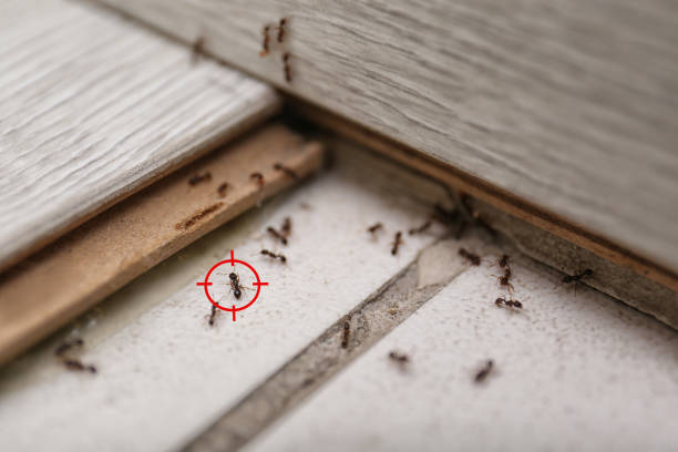 Best Local Pest Control Services  in Brownsville, FL