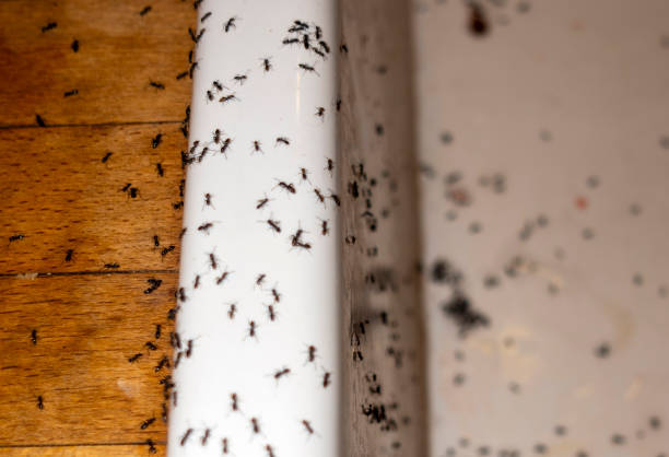 Best Pest Control Treatment  in Brownsville, FL