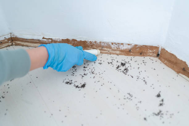 Best Pest Inspection Near Me  in Brownsville, FL